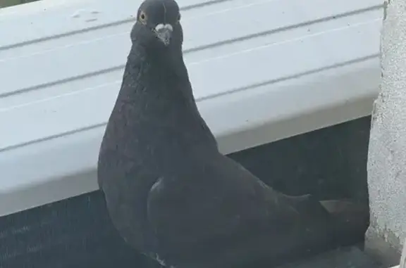 Птица-голубка на карнизе, Пензенская, 7