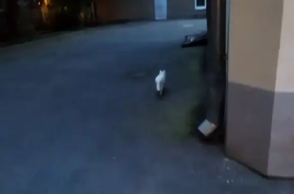 Найден белый кот: 3-я Тверская-Ямская