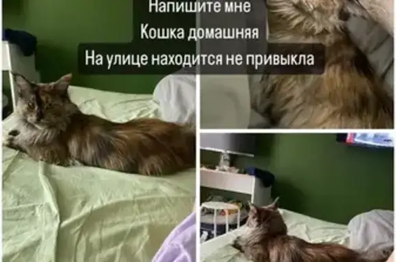 Пропала кошка Мейкун, ул. Дыбенко, СПб