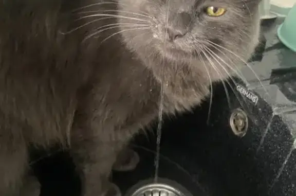 Кошки потеряшки, Липецк, фото: Потеряшка кот, ул. Катукова, 32А, Липецк