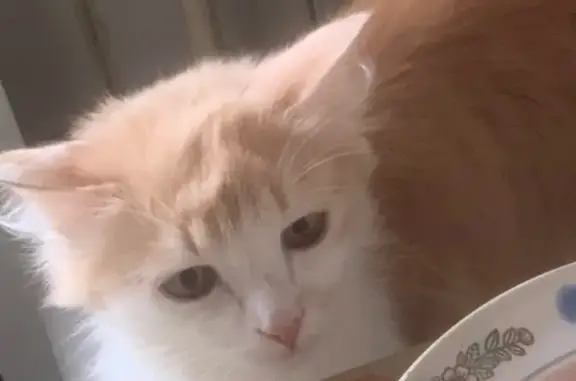 Кошки потеряшки, Нижневартовск, фото: Потеряшка кошка: Менделеева, 20, Нижневартовск