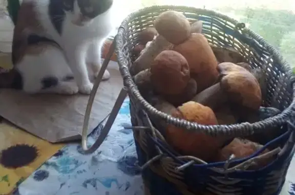 Найдена кошка: Садовое Кольцо, 12