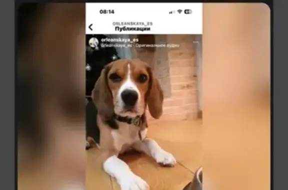 Пропала собака Бигль в Заволжье