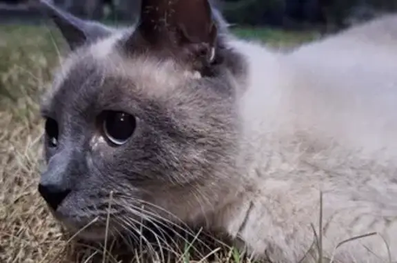 Найден сиамский кот в Ваганово, снт Ладога