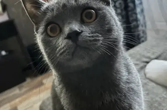 Потерянные животные Белый Яр, фото: Пропала кошка: ул. Мира, 5В, Белый Яр