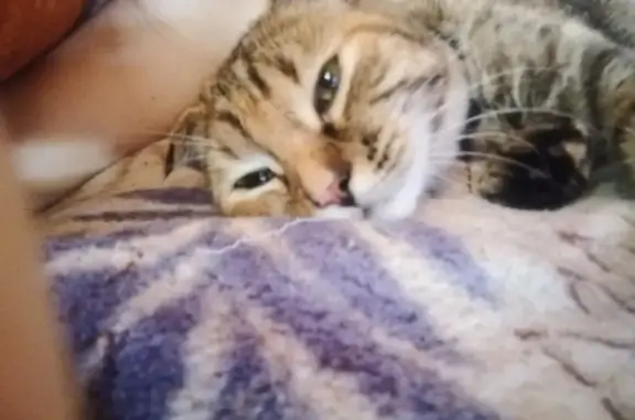 Найдена кошка: Сланцевый рудник, 73К-1435