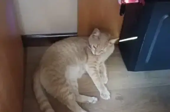 Найдена кошка: Малая Грузинская, Мск