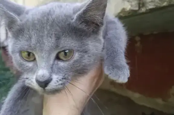 Найдена кошка, Старомосковское ш., 2 - photo