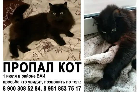 Пропала кошка: Волгоградская, 43Б