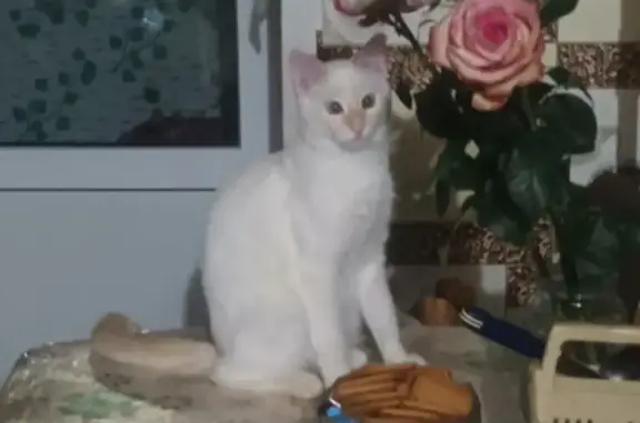 Потерянные животные Красноуфимск, фото: Пропала кошка: Красноуфимск