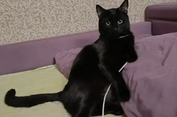 Чёрный кот потерялся: ул. Опалихинская, 21