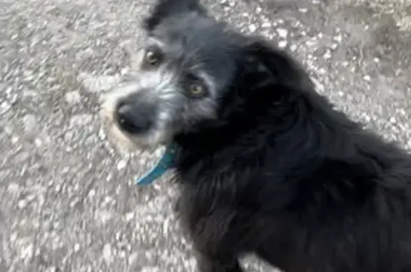Пропала собака Зита в Хрящевке, Тольятти