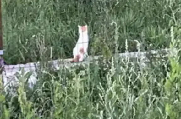 Найден кот: Большое Понизовье, 14