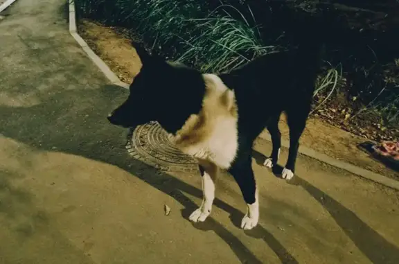Найдена собака, Йошкар-Ола