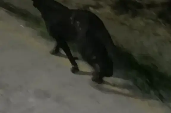 Найдена собака, Ташкент