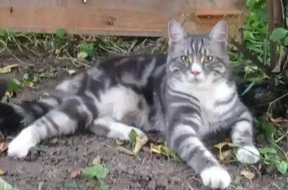 Пропала кошка, Новосибирская область