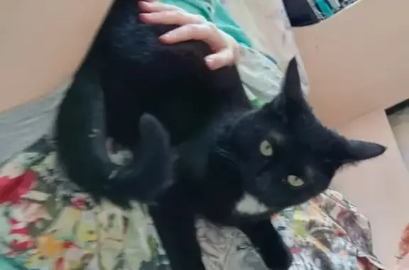 Пропал кот, 3-я Советская, СПб