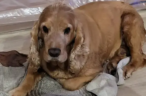 Собаки потеряшки, Нефтеюганский район, фото: Потеряшка собака в пос. Каркаттеевы