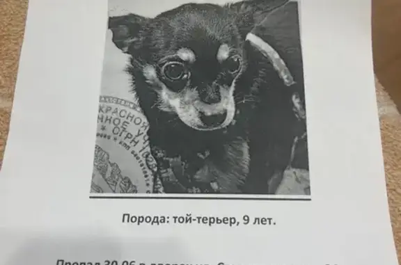 Пропала собака: Ставропольская, 84