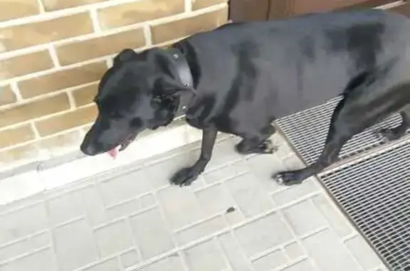 Найдена собака: Бухарестская, СПб
