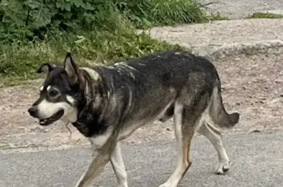 Найдена собака, Мельничная ул., 2, Петергоф