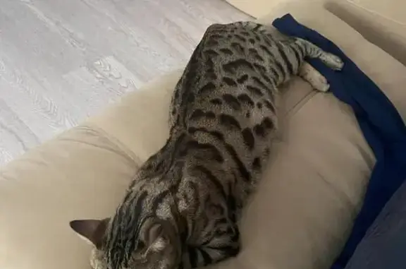 Пропала кошка на Троллейной, 41, Новосибирск
