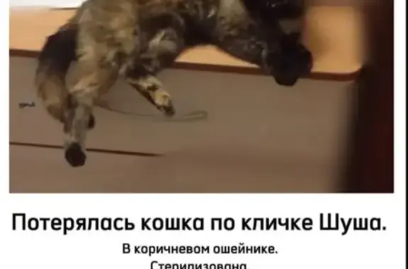 Пропала кошка, Ленина, Гайдук