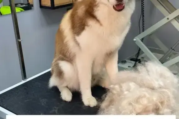 Собаки потеряшки, ище, фото: Потеряшка собака, Школьная ул., Городище