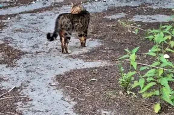 Найдена кошка на улице Гагарина, 6, Кировград