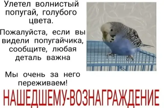Пропал попугай Жорик, пр. Ленина, 62, Сургут