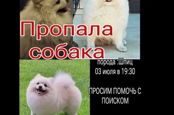 Пропала собака, Думская ул. 12, Краснодар