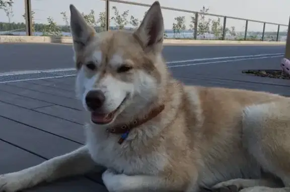 Найдена собака: Закамская улица, 35, Пермь