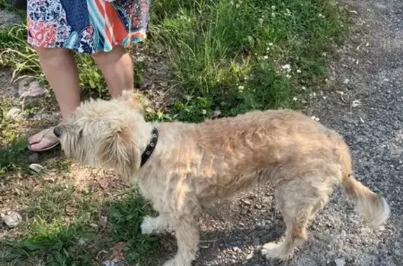 Найдена собака, ул. Ю. Фучика, Казань