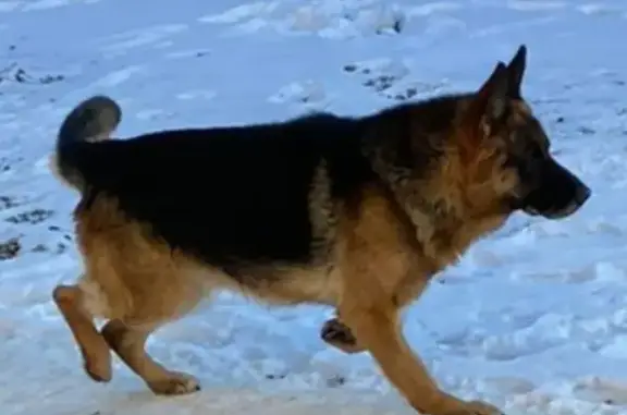 Пропала собака на Кишинёвской, 69, Челябинск