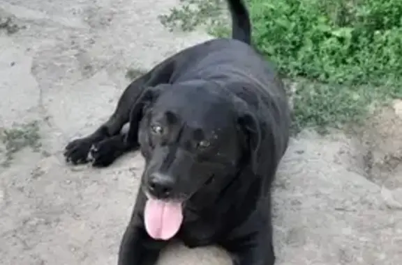 Собаки потеряшки, , фото: Потеряшка собака, Верхне-Лермонтовский пер., 3А