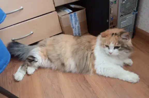 Найдена кошка, Ижевск, фото: Найдена кошка, ул. Кирова, 18, Ижевск