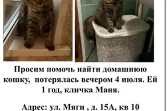 Пропала кошка Маня, ул. Мяги, 15А, Самара