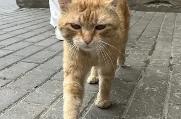 Найдена кошка, Стартовая ул. 1, Новосибирск