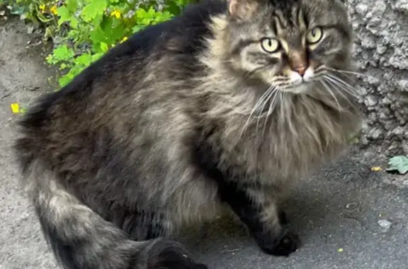 Найдена кошка, Чернореченская ул., 87, Курган