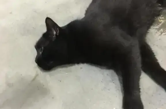 Найденные животные Санкт-Петербург, фото: Крупный чёрный кот найден на ул. Хрулёва, СПб