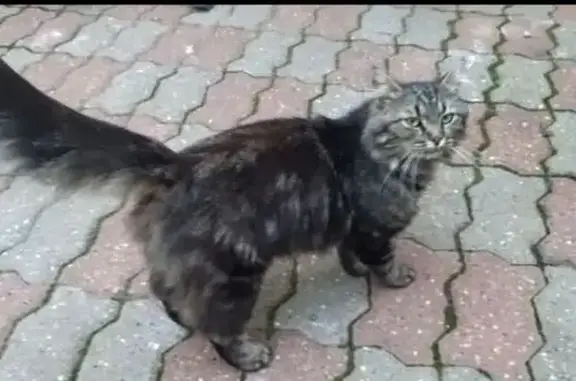 Молодой котик найден: Южный Обход, 3А, Ставрополь