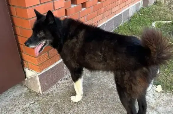 Найдена собака, ул. Дачников, Асы