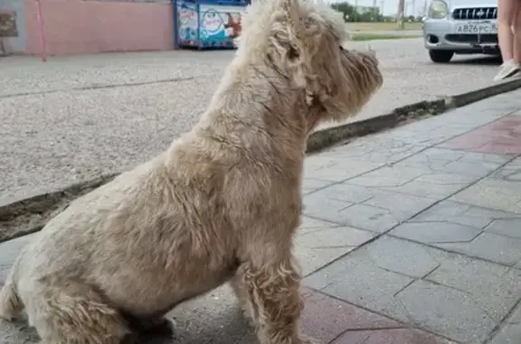 Найдена собака на Вольной, 31, Евпатория
