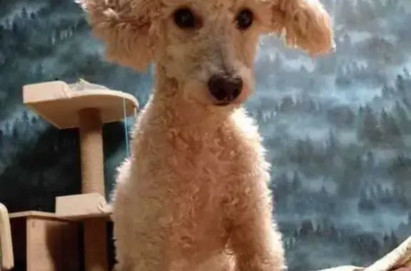 Потерянные животные Подгородняя Покровка, фото: Пропал пёс, Почтовая ул. 6, Подгородняя Покровка