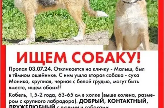 Пропала собака, Поварово, 46Н-11388