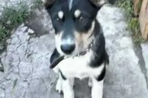 Найдена собака: Пушкинский тракт, Омск