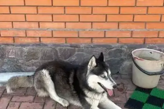Найдена собака, ул. Галилео, Озёрный