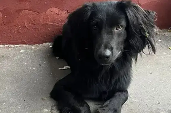 Найдена собака: Симферопольский бул., 24к5