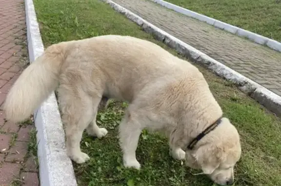 Найдена собака на улице Дуки, 59 к1, Брянск