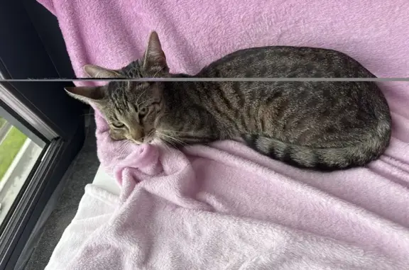 Найдена кошка, Санкт-Петербург, фото: Найдена кошка, Санкт-Петербург